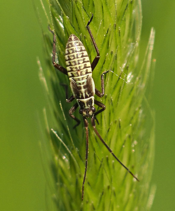 Leptopterna dolabrata